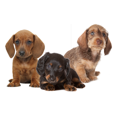 Miniature Dachshund Puppies For Sale​