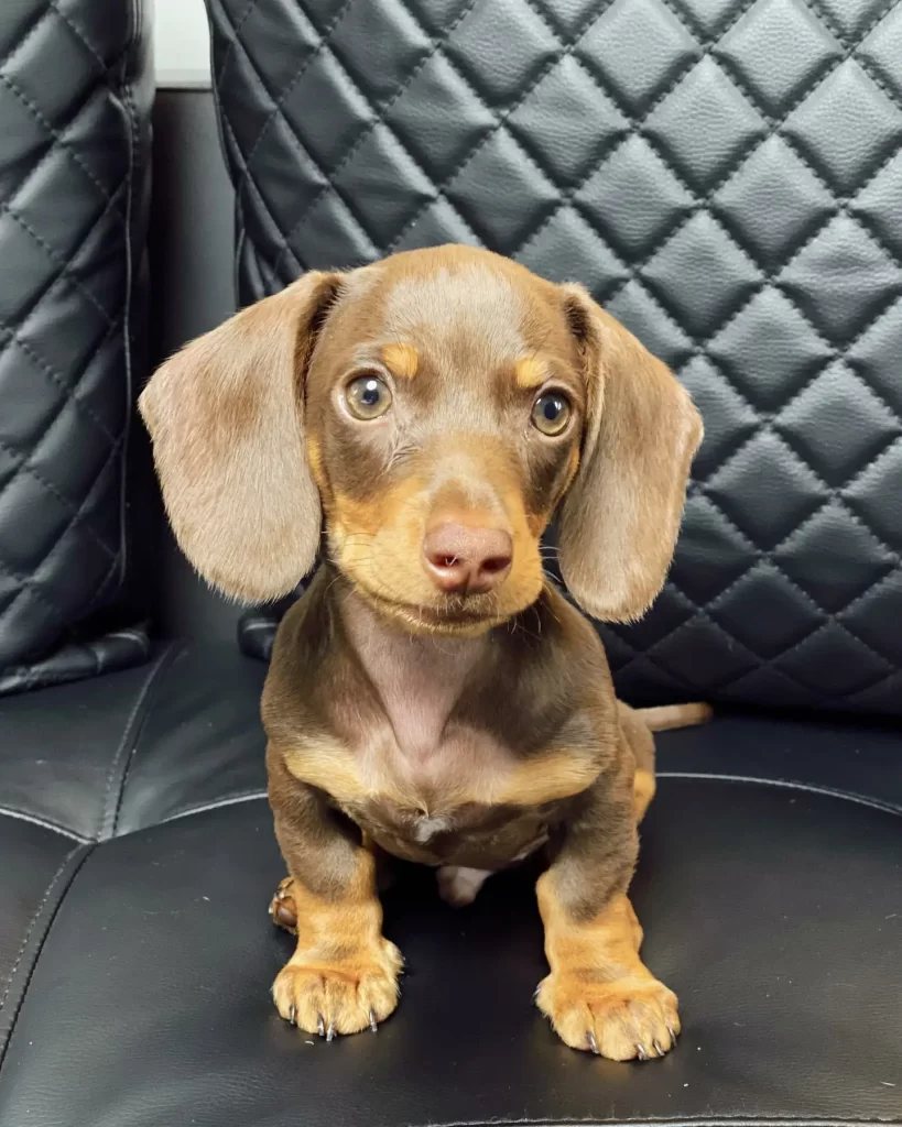 Smooth Hair Dachshund Puppy