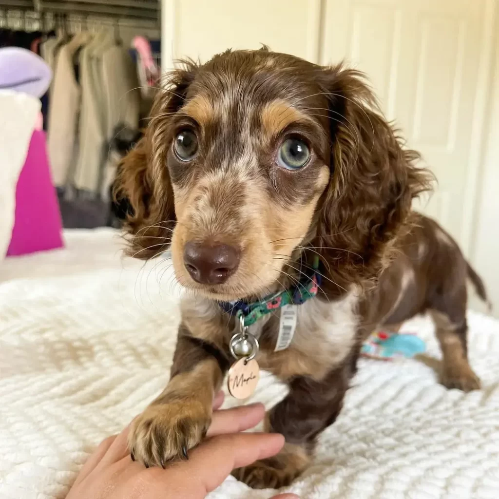 Long Hair Mini dachshund Puppy