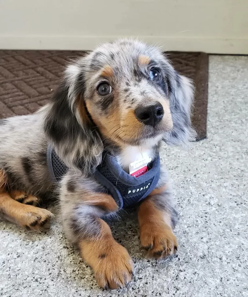 Sweet Long Hair Dachshund Puppy