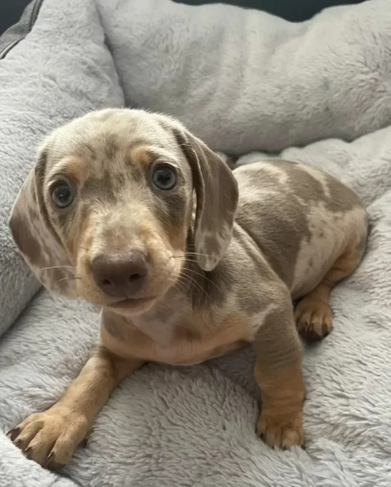 Female short-haired-dachshund Puppy